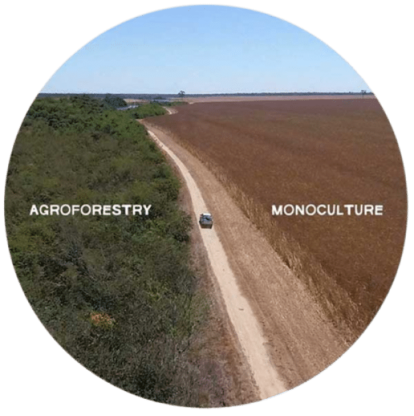 amaz_agroforestry_circle