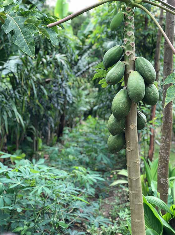 amaz_agroforestry_fruit