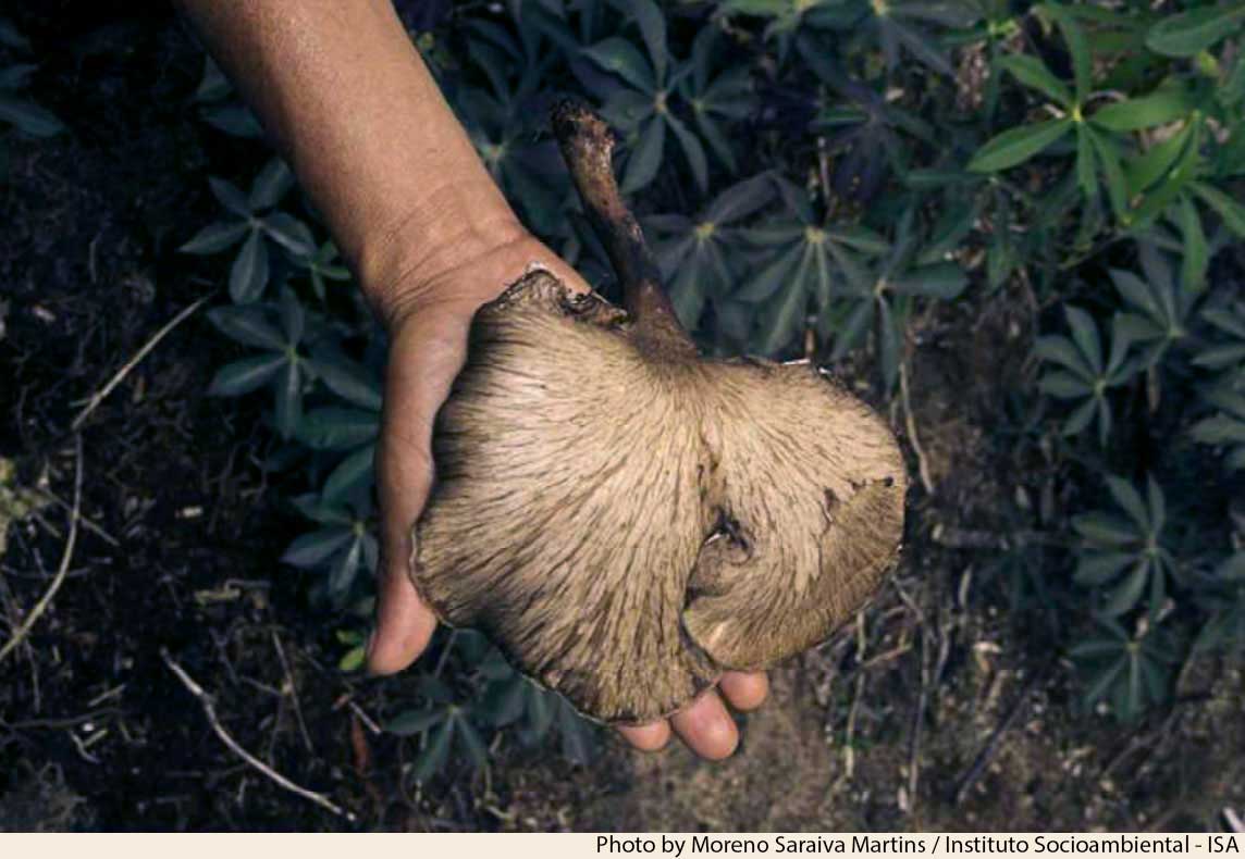 amaz_yanomami_mushroom-2